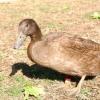 limping duck